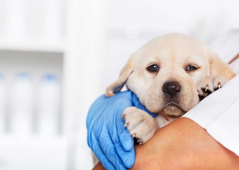 Oxnard puppy veterinarians